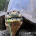 tortoise_galapagos_pa_h_0114_ecu2149.jpg